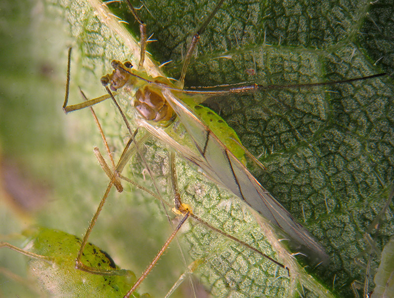 Afide dell''Ortica: cfr. Microlophium carnosum (Aphidiae)